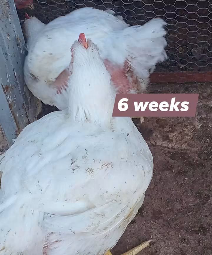 Mature broiler chickens